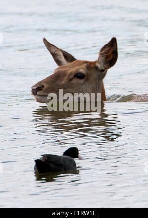 London, UK, 8. Juni 2014. Ein Reh kühlt durch Schwimmen in einem See in Bushy Park, London, UK Credit: Paul McCabe/Alamy Live News Stockfoto