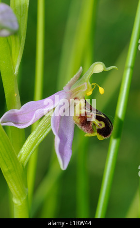 Blume der eine Biene Orchidee (Ophrys Apifera).   Godington, Ashford. Kent. Stockfoto