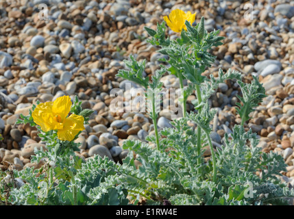 Pflanzen der gelben gehörnten Mohn (Glaucium Flavum) wachsartige leuchtend gelben Blüten mit 30 cm langen Samenkapseln wachsen auf Schindel Stockfoto