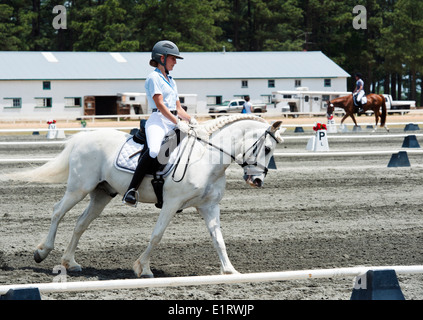 Dressur in den Sandhills, Pinehurst, NC Stockfoto