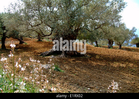 Alter Olivenbaum auf Mallorca Balearen Stockfoto