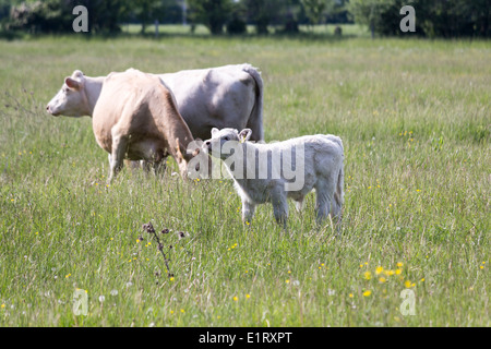 Junge Charolais Stier Kalb Frühling schnuppern, während Kühe in einem Bauernhof-Feld. Stockfoto