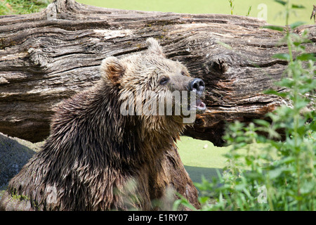 Eine eurasische Braunbären sitzen durch ein Protokoll Stockfoto