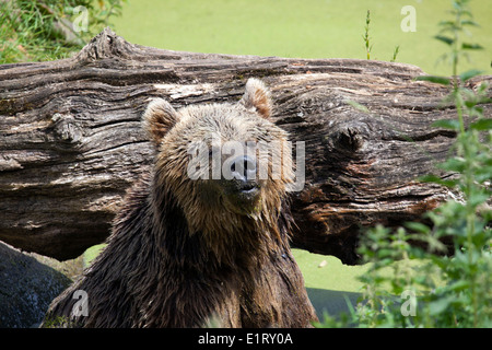 Eine eurasische Braunbären sitzen durch ein Protokoll Stockfoto