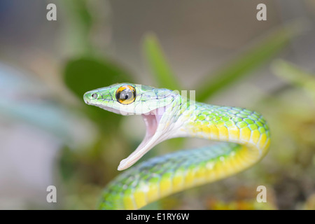 Ein unter der Leitung von grüne Baumschlange im Regenwald von Costa Rica. Stockfoto