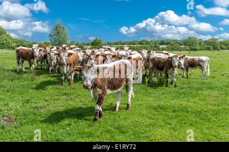 Herde von English Longhorn Jungbullen Beweidung in einem Feld. Stockfoto