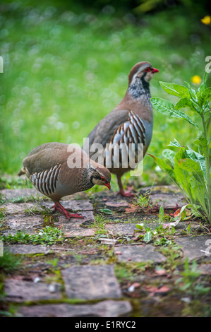 Männliche und weibliche rote legged Rebhuhn. Stockfoto