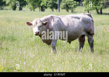 Charolais Stier Blick in die Kamera im Feld Stockfoto