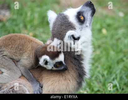 Eine Mutter Katta (Lemur Catta) die ein Baby auf dem Rücken zu tragen Stockfoto