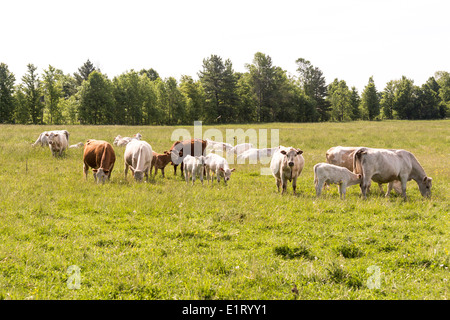 Einsamer Arabisches Pferd unter einer Herde von Charolais und Hereford cross Kühe und Kälber. Stockfoto