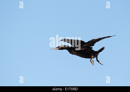 Kap-Kormoran (Phalacrocorax Capensis) während des Fluges am Cape Point in the Table Mountain National Park, Südafrika. Stockfoto