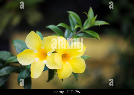 Zwei gelbe Allamanda Blumen Stockfoto