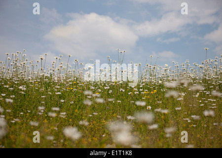 Eine Wiese von Gänseblümchen im späten Frühjahr, Leucanthemum vulgare Stockfoto