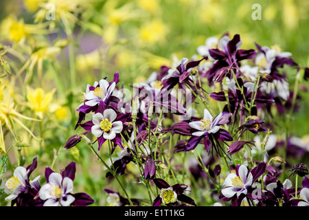 Akelei Blumen Stockfoto