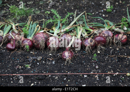 Allium Cepa "Red Baron" Zwiebeln links, vor der Lagerung an der Luft trocknen Stockfoto