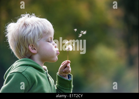 5-jährigen Jungen weht Löwenzahn / Pusteblumen Stockfoto