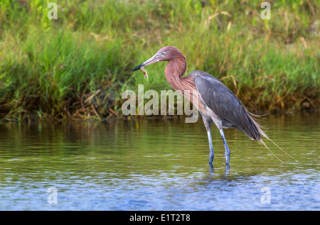 Rötliche Silberreiher (Egretta saniert) einen Morgen Fang – eine Garnele Essen. Stockfoto