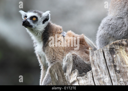 Ein Katta (Lemur Catta) auf einem Baumstamm, Blick in die Zukunft Stockfoto