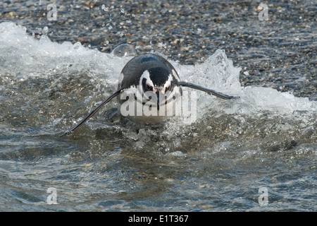 Magellanic Penguin (Spheniscus Magellanicus), Eingabe von Wellen. In der Nähe von Ushuaia, Beagle-Kanal, Argentinien. Stockfoto