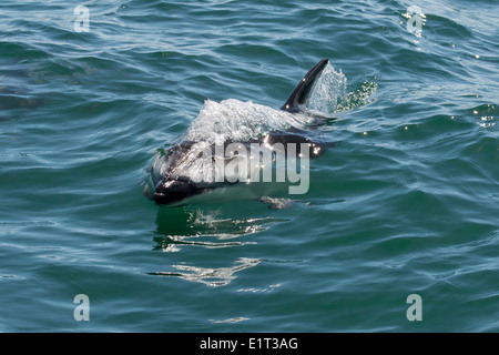 Afrikanische Dusky Dolphin (Lagenorhynchus Obscurus Obscurus), Belag in der Nähe von Walvis Bay, Namibia. Stockfoto