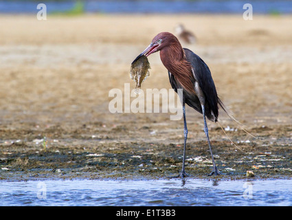 Rötliche Silberreiher (Egretta saniert) Essen einen Morgen fangen – eine Flunder, Galveston, Texas, USA. Stockfoto