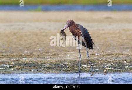 Rötliche Silberreiher (Egretta saniert) Essen einen Morgen fangen – eine Flunder, Galveston, Texas, USA. Stockfoto