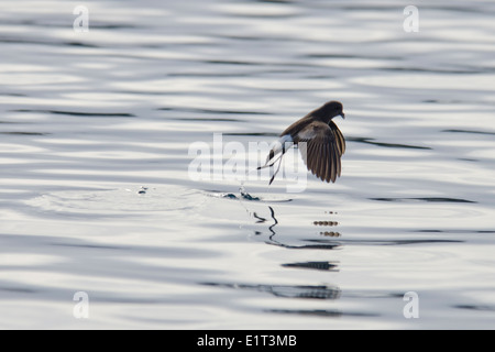 Wilsons Sturmschwalbe (Oceanites Oceanicus), skimming Oberfläche, antarktische Halbinsel. Stockfoto