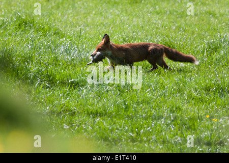 Ein Hund Fuchs (Vulpes Vulpes) kehrt von der Jagd, mit einem jungen Kaninchen zu füttern, seine wachsende Familie auf Collard Hill in Somerset Stockfoto