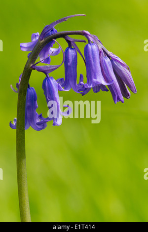 Eine Glockenblume, Blumenständer Hyacinthoides non-Scripta hoch an einem Frühlingsmorgen im Beacon Hill-Wood nahe SHepton Mallett Stockfoto