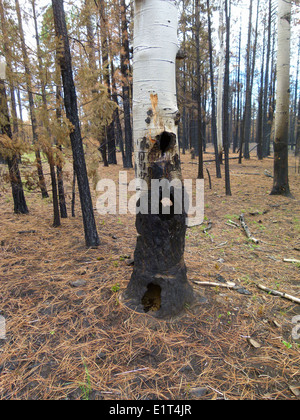 Ein ausgehöhlter Espenbaum im Apache-Sitgreaves National Forest, der durch den Waldbrand von 2011 entstanden ist, erinnert an die langfristigen Auswirkungen von Waldbränden auf Waldökosysteme. Gefährliche Bäume wie diese sind ein Sicherheitsrisiko für den Wald und seine Besucher. Stockfoto