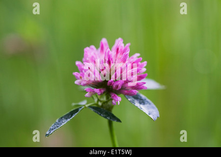 Trifolium Pratense. Rotklee in eine Wildblumenwiese. Stockfoto
