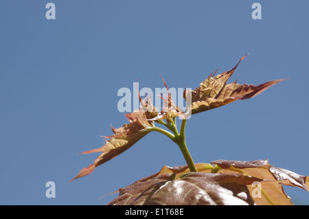 Frische Blätter der rot-Ahorn (Acer Rubrum) für den Himmel erreichen Stockfoto