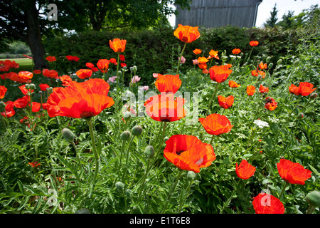 Orientalische Mohn wächst in einem Garten, Papaver orientale Stockfoto