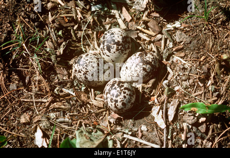 Eiern aus Nest von Killdeer, Regenpfeifer, Charadrius Vociferus Nordamerika, Kanada, Ontario Stockfoto