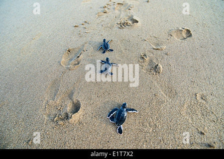 Baby-Schildkröten (Chelonia Mydas) machen ihren Weg zum Meer für die erste Zeit, Sukamade Strand, Java, Indonesien Stockfoto