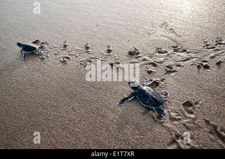 Baby-Schildkröten (Chelonia Mydas) machen ihren Weg zum Meer für die erste Zeit, Sukamade Strand, Java, Indonesien Stockfoto