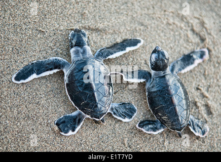 Baby-Schildkröten (Chelonia Mydas) machen ihren Weg zum Meer für die erste Zeit, Sukamade Strand, Java, Indonesien Stockfoto