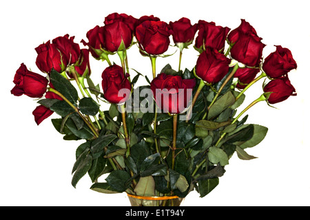 Ein Strauß roter Rosen. Stockfoto