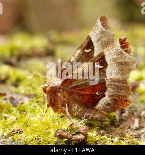 Lila Dorn (Selenia Tetralunaria) in seine typische Ruheposition mit erhobenen Flügeln. Stockfoto
