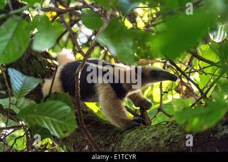 Tamandua Gattung der Ameisenbären, Jagd auf einem Baum Tortuguero Nationalpark Costa Rica Stockfoto