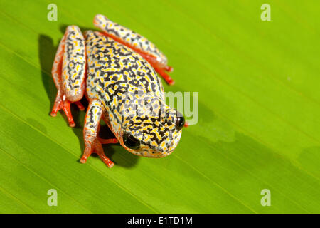 Foto eines gemalten Reed-Frosch Stockfoto