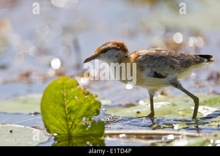 Geringerem Blatthühnchen Stockfoto