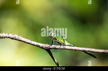 Libellen Anisoptera Insekt Monteverde Costa Rica Stockfoto