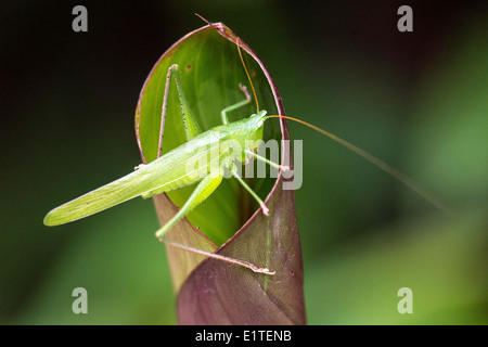 Long – gehörnte Grasshopper Insekt wieder beleuchtet Costa Rica Stockfoto