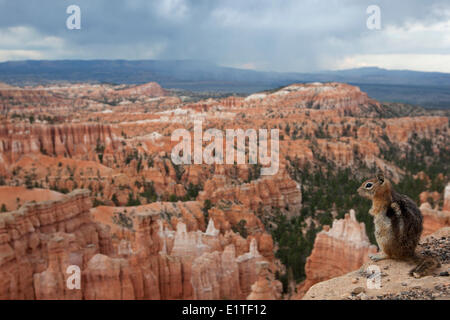 Goldene Jaguaren Grundeichhörnchen, Callospermophilus Lateralis, Bryce-Canyon-Nationalpark, Utah, Vereinigte Staaten von Amerika Stockfoto