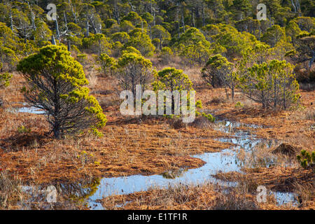 Lodgepole Pine Pinus Contorta Shorepine Bäume wachsen entlang der Shorepine Bog Trail im Pacific Rim National Park in der Nähe von Tofino Stockfoto