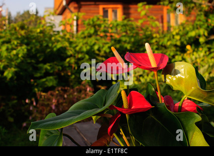 Anthurium Blumen Stockfoto