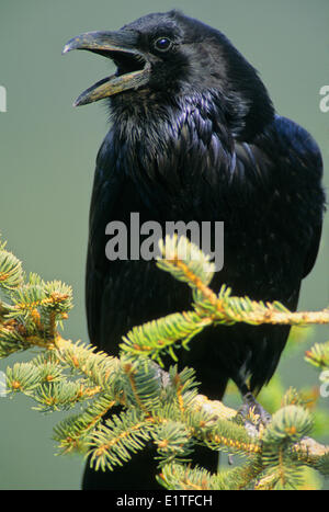 Gemeinsamen Raven (Corvus Corax) Erwachsenen, Alberta, Kanada. Stockfoto