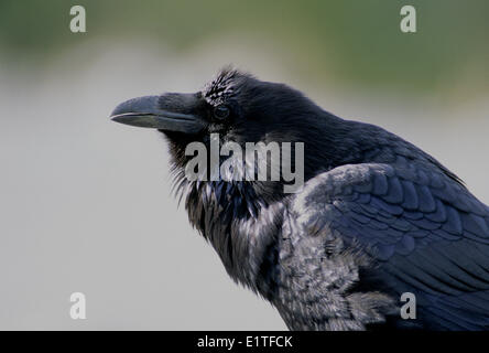 Gemeinsamen Raven (Corvus Corax) Erwachsenen, Alberta, Kanada. Stockfoto