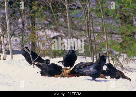 Gemeinsamen Raven (Corvus Corax) Erwachsene & Weißwedelhirsche (Odocoileus Virginianus) Korpus, Winter, Ontario, Kanada. Stockfoto